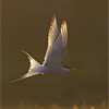 Arctic Tern (Sterna paradisaea) adult in flight in late evening light. Iceland.